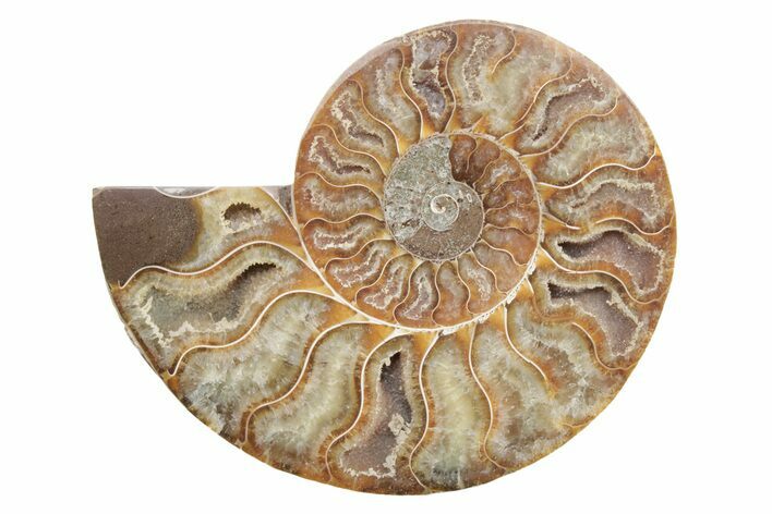 Cut & Polished Ammonite Fossil (Half) - Madagascar #223177